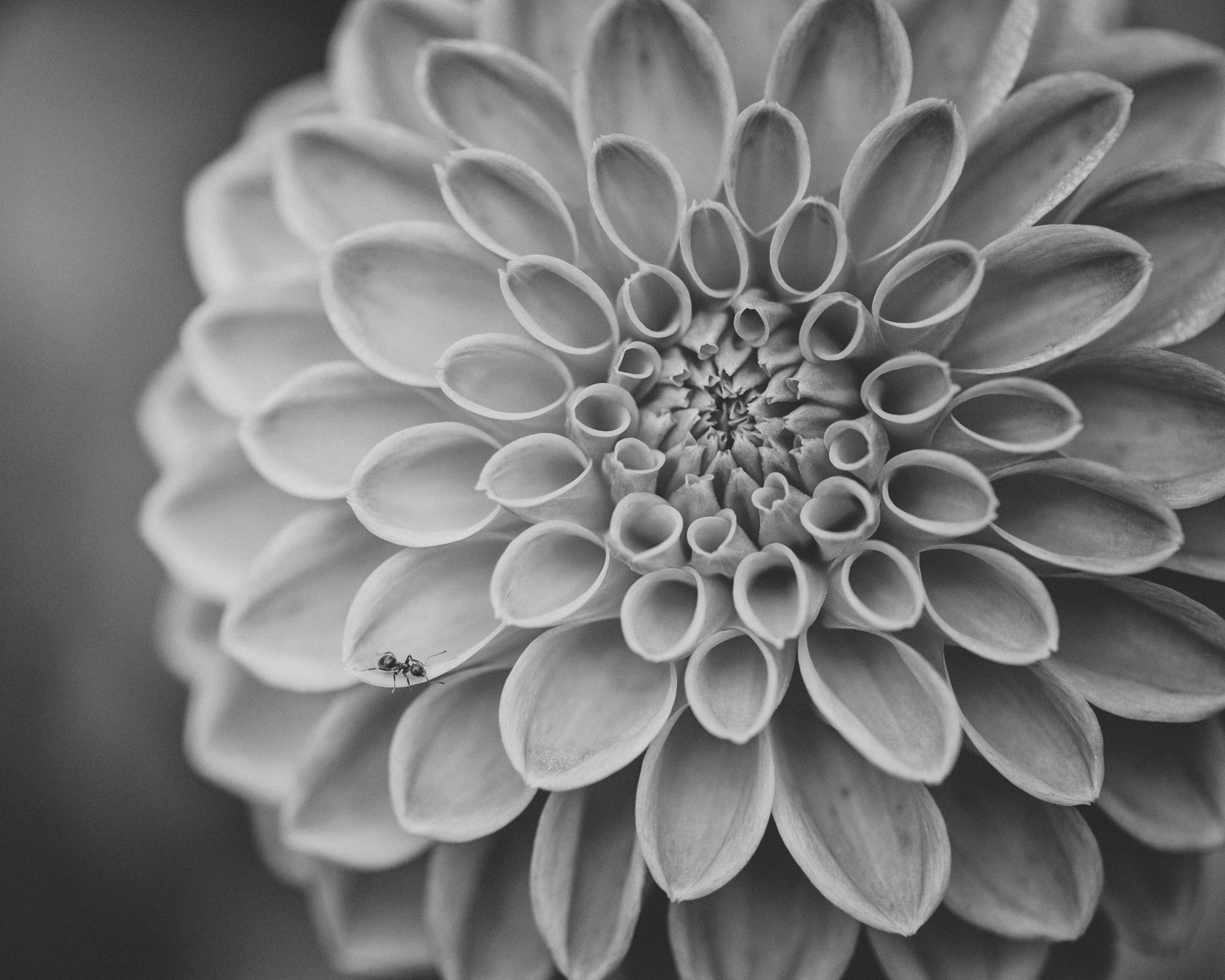 mier-op-dahlia-bloem